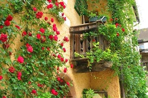 独行侠主场告捷，豪取七连胜