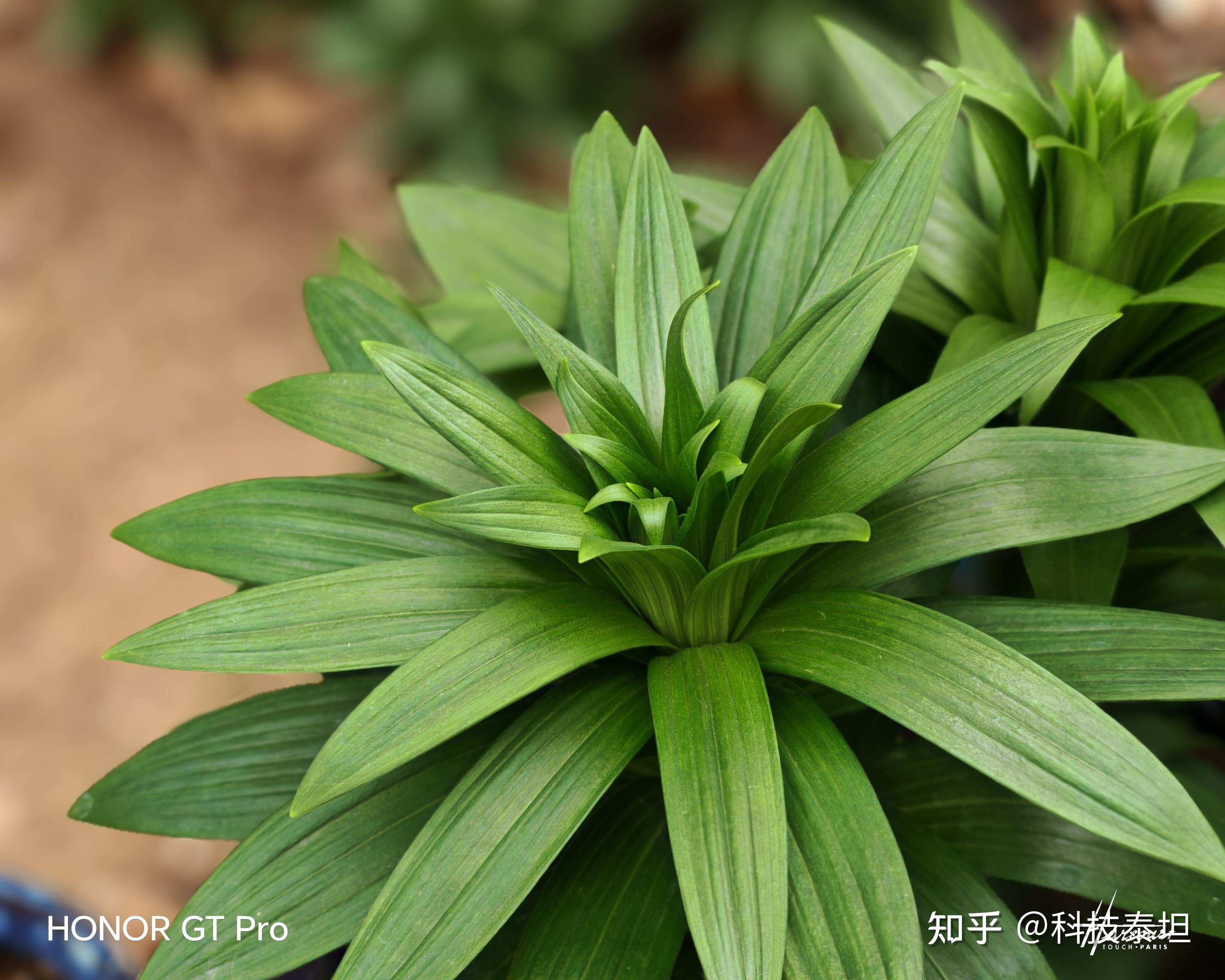 强如开挂！电竞爱好者不可错过手机——荣耀GTPro(荣耀gtpro材质)